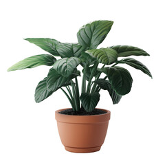 A potted plant with large, dark green leaves.