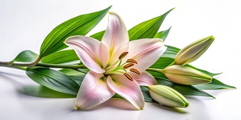Obraz premium Elegant Lily Branch with Leaves on White Background – Floral Photography, Nature, Botanical, Minimalist Decor, Fresh, Spring, Floral Arrangement, Natural Beauty, Home Decor, Peaceful, Serenity