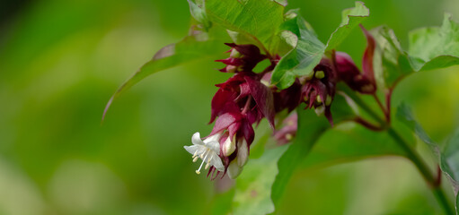 New Zealand Plants