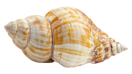 A close-up of a beautifully patterned seashell resting on a light surface, showcasing its intricate spiral design and natural colors.
