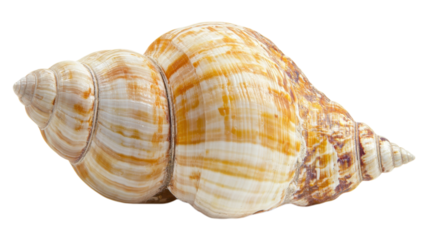 A close-up of a beautifully patterned seashell resting on a light surface, showcasing its intricate spiral design and natural colors.