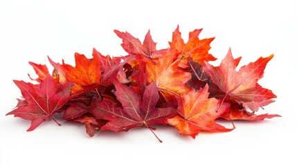 An assortment of red and orange maple leaves in a loose pile, isolated on a clean white background