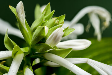 Blooming white hosta on a green background