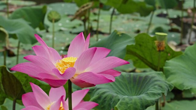 pink lotus flower bloom with 3 little bees 