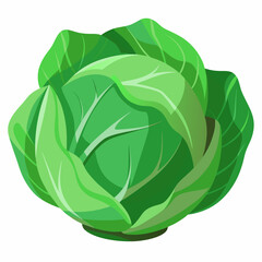 cabbage isolated on white background