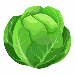 green cabbage isolated on white