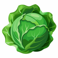 cabbage isolated on white background