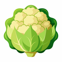 Fototapeta premium cauliflower A Vector