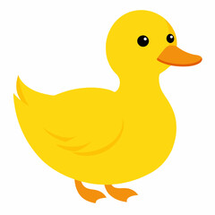 duck isolated on white