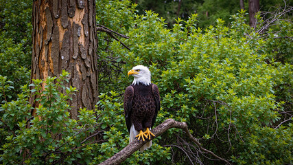 Obraz premium Majestic Bald Eagle Perched on Woodland Branch