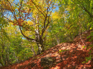 Sunny autumn beech forest with fancy tree trunks