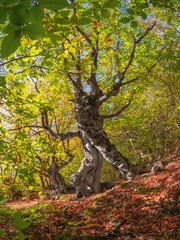 Fototapeta premium Sunny autumn beech forest with fancy tree trunks