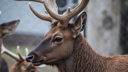 Obraz premium Gathered Reindeer Herd in Wintery Forest Scene