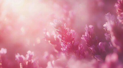 A stunning capture of blooming lavender flowers under bright sunlight, complemented by a soft bokeh background, showcasing nature's exquisite beauty.