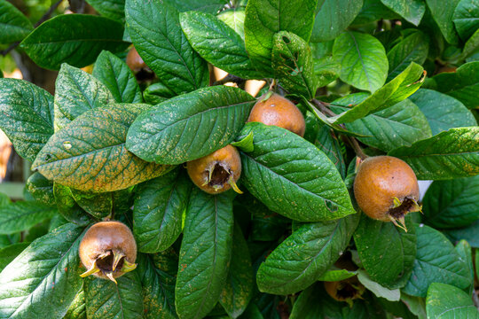 Brown rough fruits among leaves on a tree in the garden. Medlar, Mespilus germanica, Crataegus