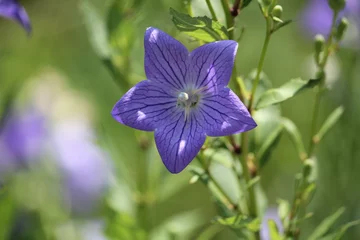Fototapeten Azalee Image of azalea flowers blooming on the Daecheongcheon Stream Trail  © TS LEE