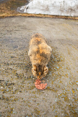 feral homeless pregnant cat eats wet cat food or canned meat with sauce in winter outside. animal protection, shelter, care about homeless animals