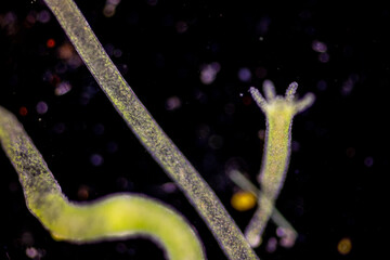 Hydra is a genus of small, fresh-water animals of the phylum Cnidaria and class Hydrozoa under the...