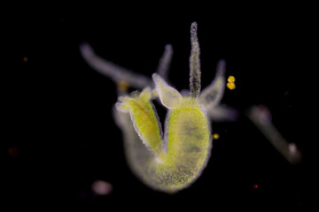 Hydra is a genus of small, fresh-water animals of the phylum Cnidaria and class Hydrozoa under the...
