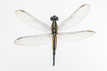 Structural characteristics and components of dragonflies in Thailand.
