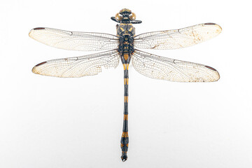 Structural characteristics and components of dragonflies in Thailand.