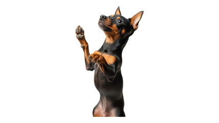 A playful dog standing on its hind legs in a bright indoor setting, showcasing its excitement and eagerness for interaction.