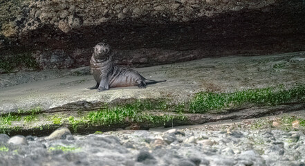 Seal in Rocks