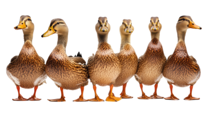A group of six ducks standing in a row, showcasing their distinct patterns and colors against a neutral backdrop during daylight.