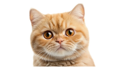 Fototapeta premium Adorable orange tabby cat with striking golden eyes displaying a cute expression against a simple background.