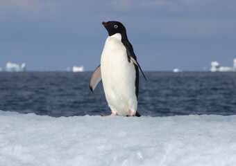 Fototapeta premium Penguin on floating ice in the ice-covered Ross Sea, Antarctica