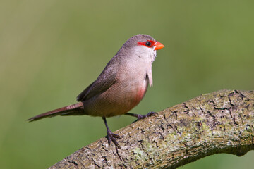 Bico-de-lacre-comum (Estrilda astrild)