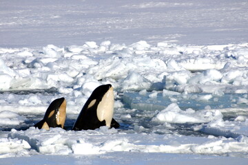 Killer whale in the ice-covered Ross Sea, Antarctica