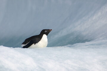 Fototapeta premium Penguin on floating ice in the ice-covered Ross Sea, Antarctica