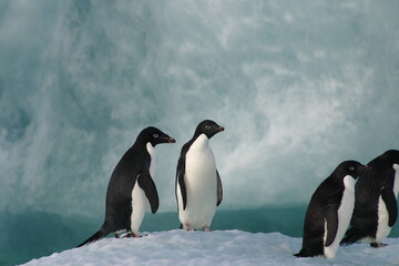 Penguin on floating ice in the ice-covered Ross Sea, Antarctica