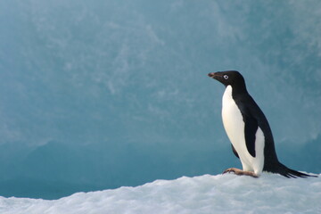 Penguin on floating ice in the ice-covered Ross Sea, Antarctica