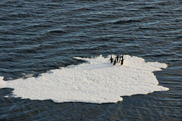 Penguins on floating ice in the ice-covered Ross Sea, Antarctica © harada