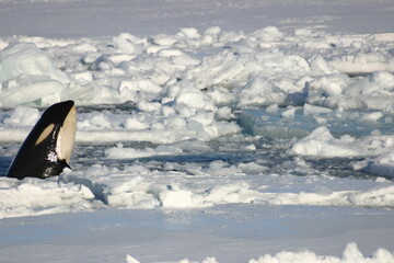 Killer Whale in the ice covered Ross Sea, Antarctica © harada