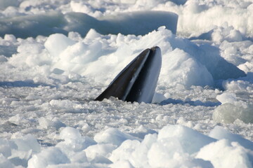 Minke Whale in the ice covered Ross Sea, Antarctic Ocean