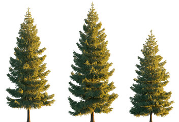 Picea pungens colorado blue green spruce evergreen pinaceae needled tree isolated png on a transparent background premium cutout sunset lighting foreground tree