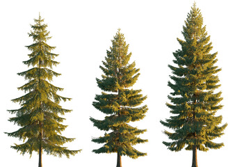 Picea pungens colorado blue green spruce evergreen pinaceae needled tree isolated png on a...