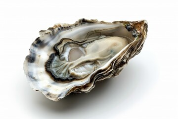 Single raw oyster on white background
