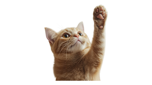 Adorable orange tabby cat raising a paw in a playful gesture against a transparent background.