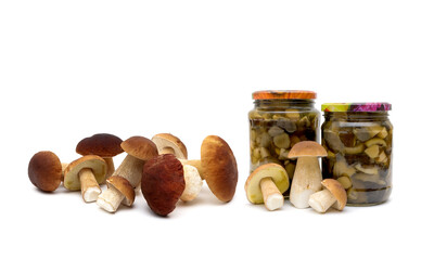 forest mushrooms isolated on white background