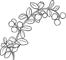 Cranberry Branch with Berries and Leaves Outline Illustration. Organic natural nutritional healthy food ingredient, vegetarian diet product. 