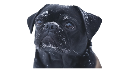 A black pug with snow on its nose gazes curiously at the winter wonderland during a snowy day.