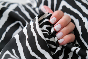 Female hand with a beautiful manicure on a zebra print background. Winter trend, polishing milky color with stripes pattern on nails with gel polish, shellac.