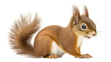 Obraz premium A curious brown squirrel sitting on its hind legs, showcasing its fluffy tail and alert expression in a natural setting during daylight.