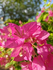 Bougainvillea