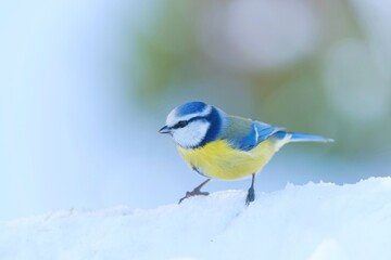 Obraz premium A cute blue tit sits in the snow. Cyanistes caeruleus. Winter scene with a titmouse. 