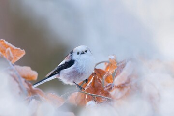 A cute long tailed tit
 sits on a beech twig. Winter scene with a tit with long tail. Aegithalos caudatus